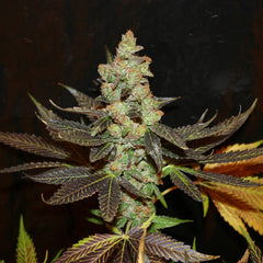 Citrus Valley Regular Cannabis Seeds By True Canna Genetics