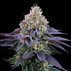 Coco Fresh Feminized Cannabis Seeds Perfect Tree