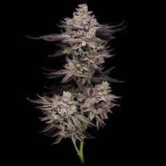 El Valle Haze Feminized Cannabis Seeds By Compound Genetics