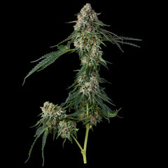 Honeycomb Pave Feminized Cannabis Seeds By Compound Genetics