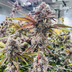Jet Puft Feminized Cannabis Seeds By Compound Genetics