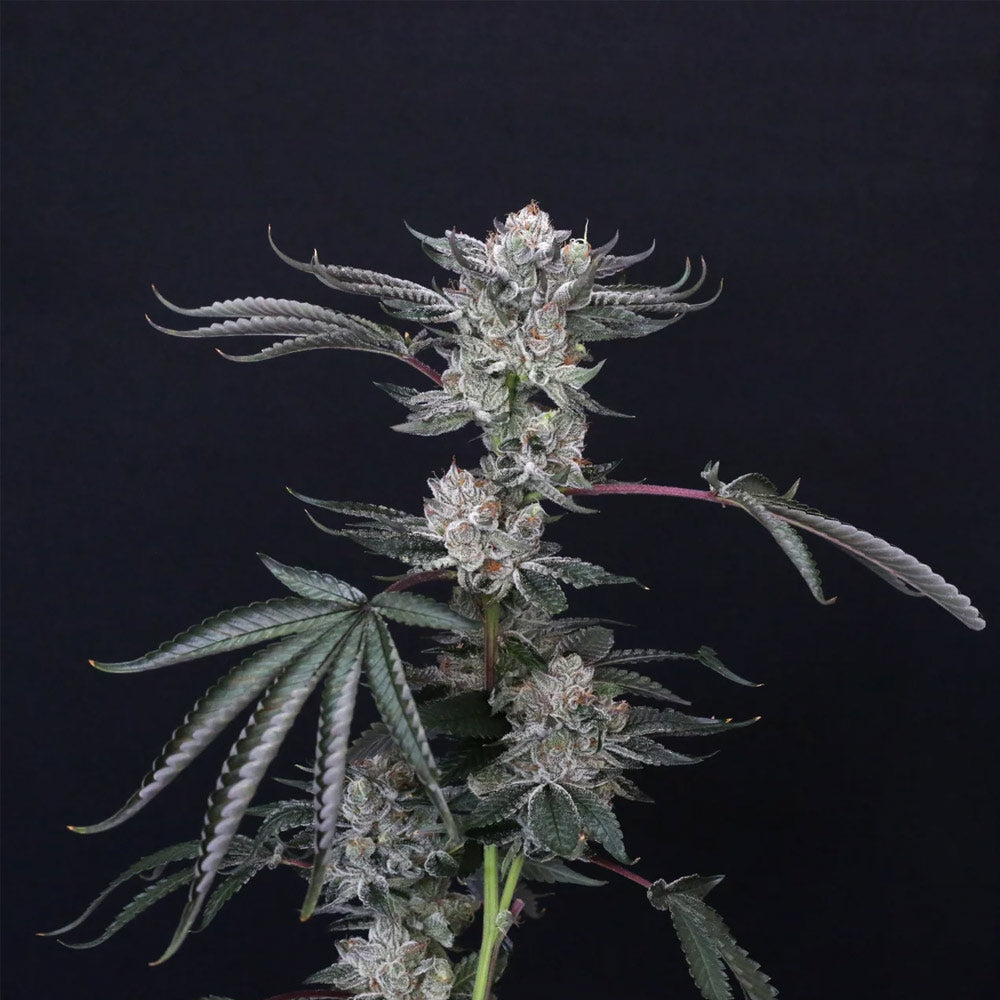 Luxar Dos Female Cannabis Seeds By Compound Genetics