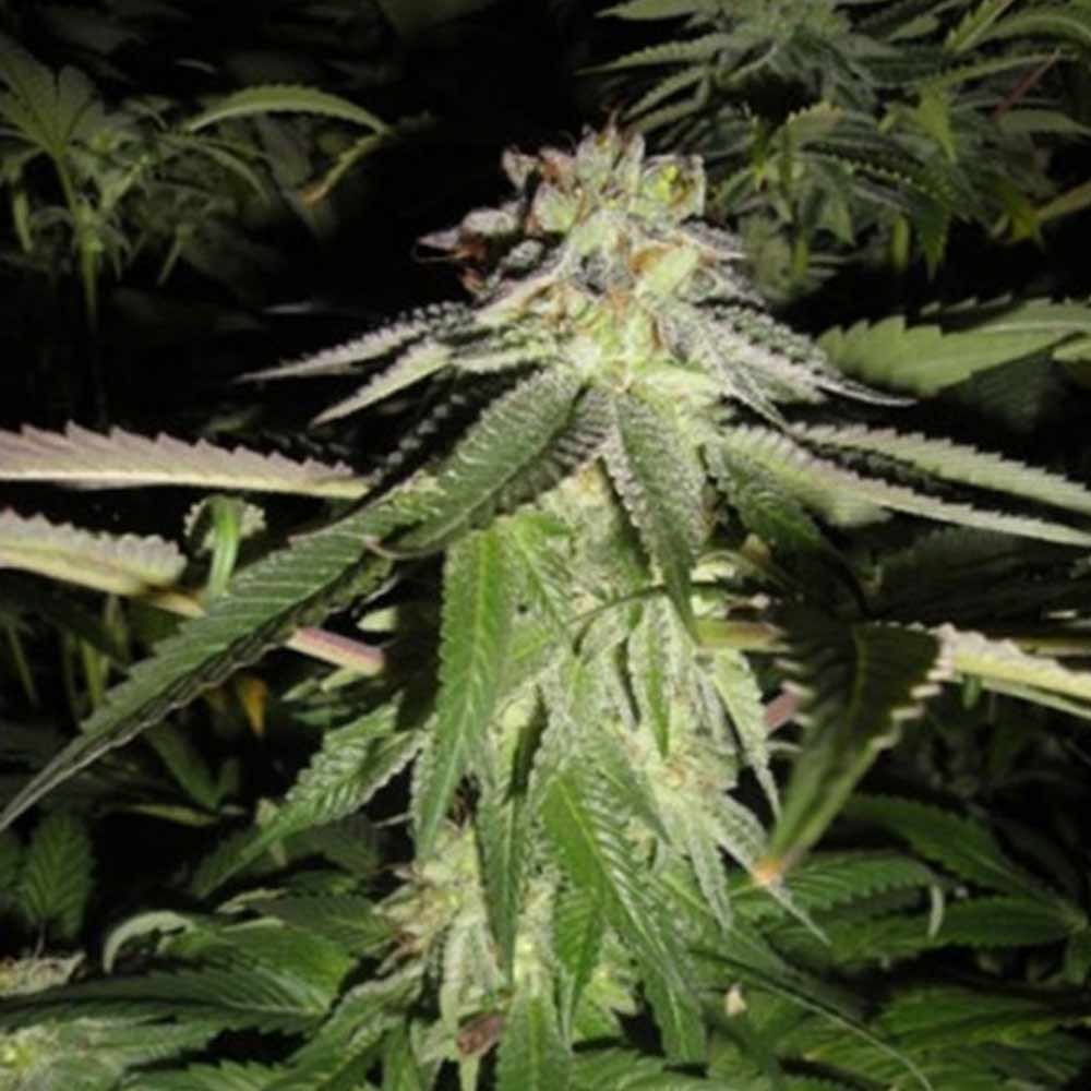 Corleone Kush Cannabis Seeds By The Cali Connection