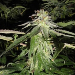 Corleone Kush Cannabis Seeds By The Cali Connection