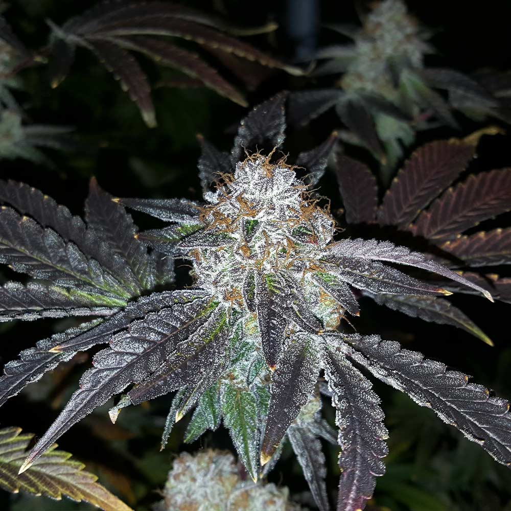 Crimson Cookies Regular Cannabis Seeds By True Canna Genetics