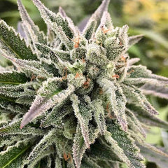 Autoguav Auto Cannabis Seeds By Crockett Family Farms