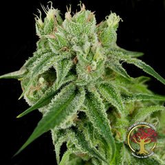 Banana Split Regular Cannabis Seeds By Crockett Family Farms