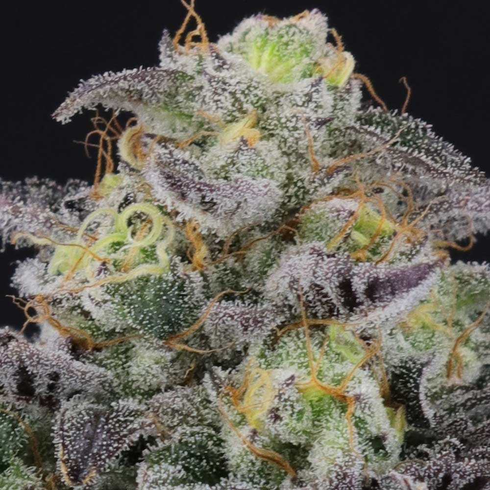 Icee Melt Regular Cannabis Seeds By Crockett Family Farms