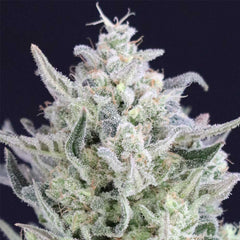 Tri Berry Regular Cannabis Seeds By Crockett Family Farms