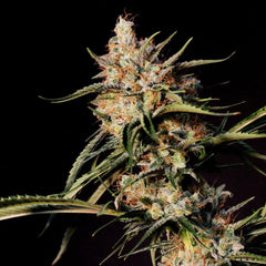 New Jack City Regular Cannabis Seeds By Original Dampkring Genetics