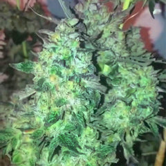 Dank Mon Y Female Cannabis Seeds By Dank Genetics