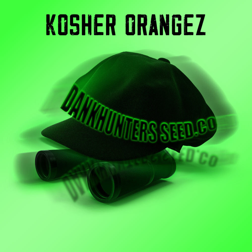 Kosher Orangez Regular Cannabis Seeds By Dankhunters Seeds Co