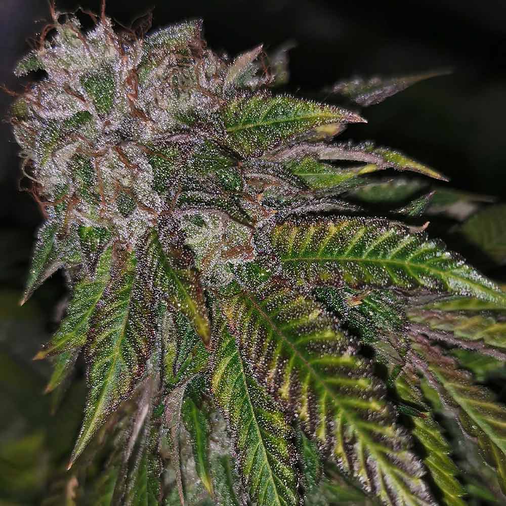 Dirty Kuntz Female Cannabis Seeds By Pheno Finders Seeds