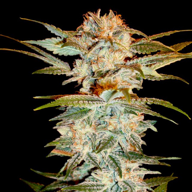 Stacked Og Kush Female Cannabis Seeds By Dna Genetics