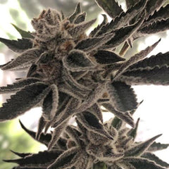 Do Si Dos Z Female Cannabis Seeds By The Plug Seedbank