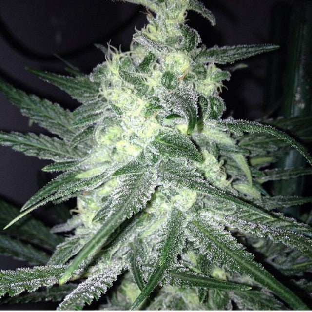 Moonshine S Ghost Train Female Cannabis Seeds By Rare Dankness