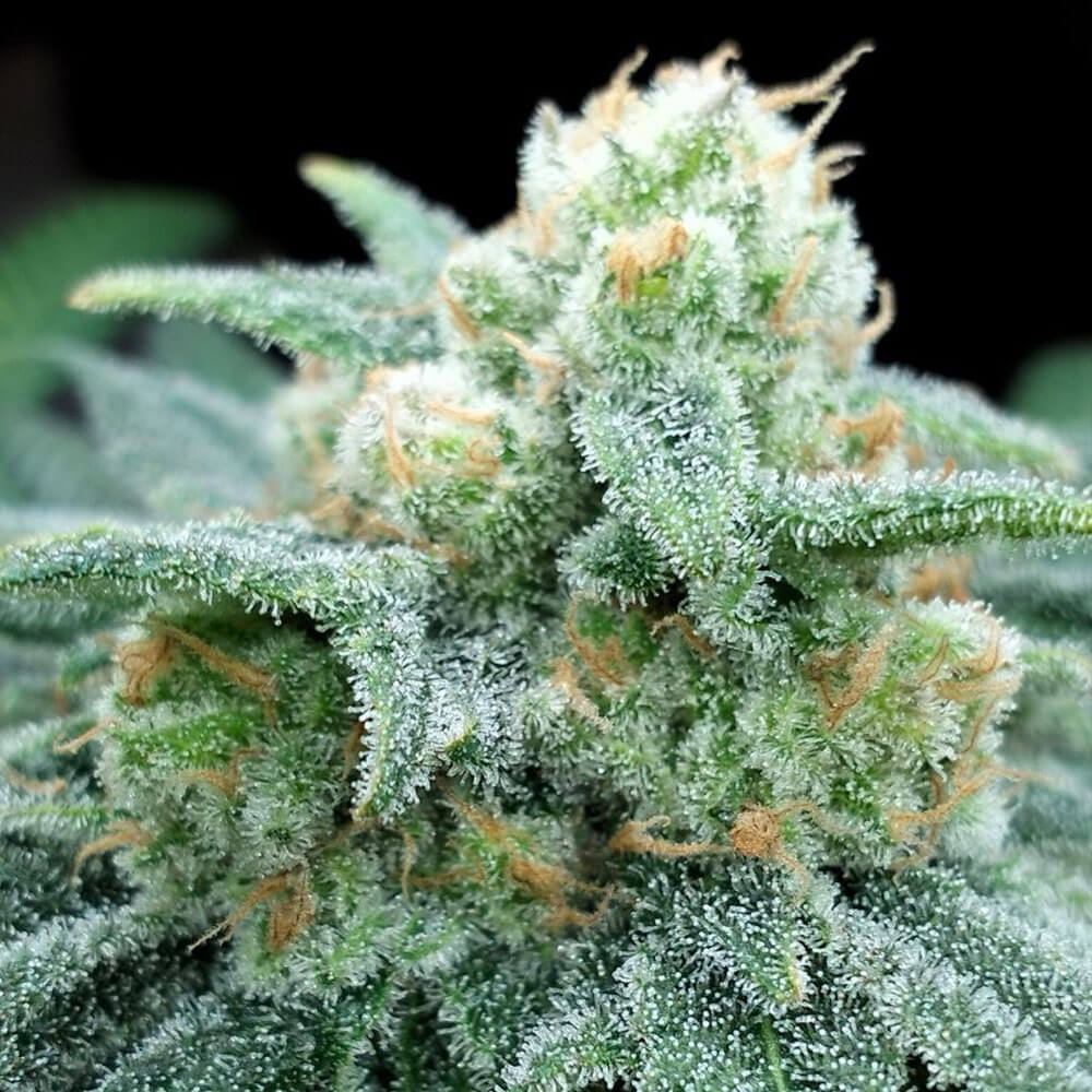 Electric Koolaid Female Cannabis Seeds By Grateful Seeds