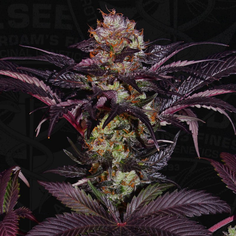 French Macaron Gelato 33 X French Cookies Female Cannabis Seeds By T H Seeds