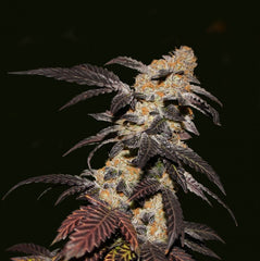 French Cookies Female Cannabis Seeds By T H Seeds