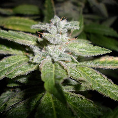 Fromage Blue Female Cannabis Seeds By Pheno Finder Seeds