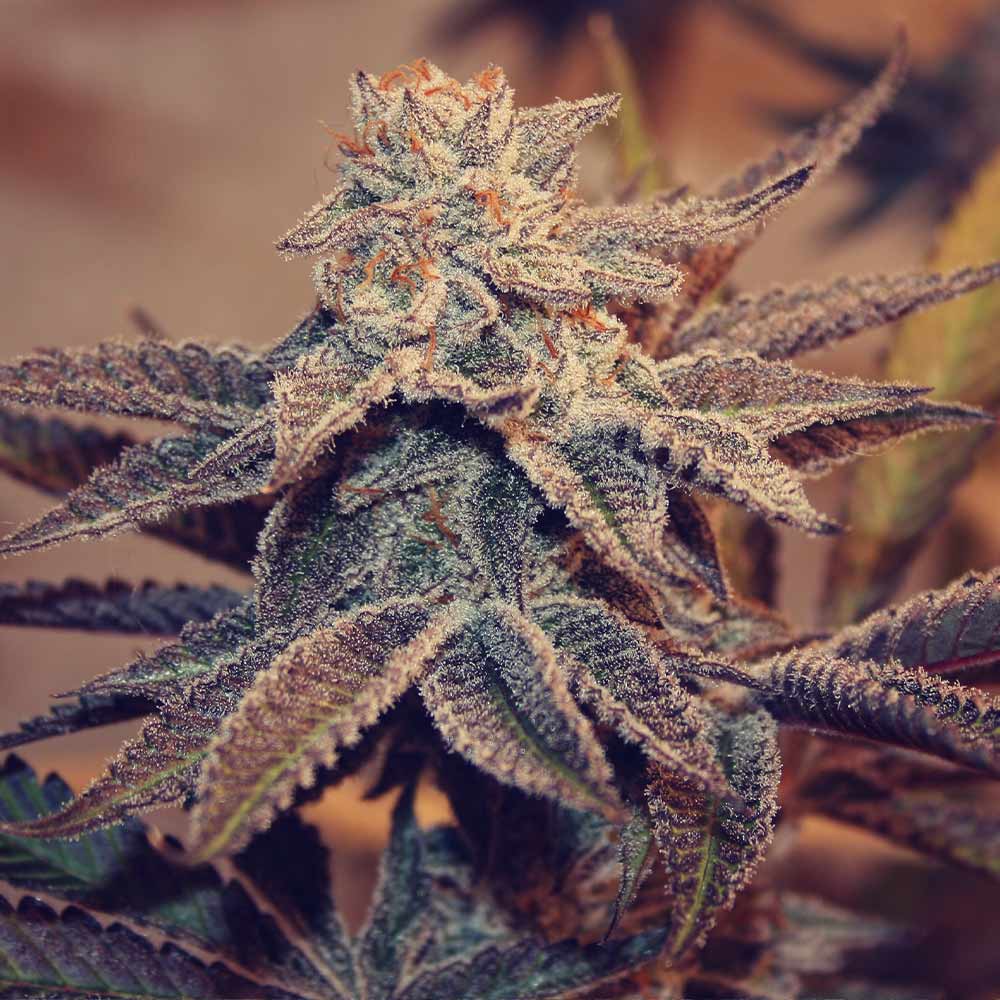 Iced Peach Female Weed Seeds By Perfect Tree