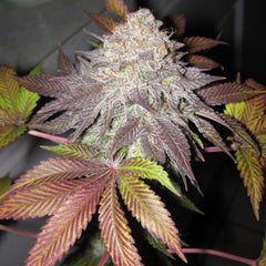 Fruit Cup The Gold Line Female Cannabis Seeds By The Cali Connection