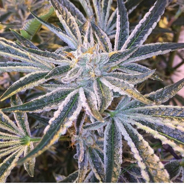 Fruit Tree The Gold Line Female Cannabis Seeds By The Cali Connection