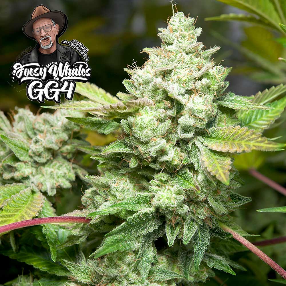 Original Glue Aka Gg4 Female Cannabis Seeds By Gg Genetics