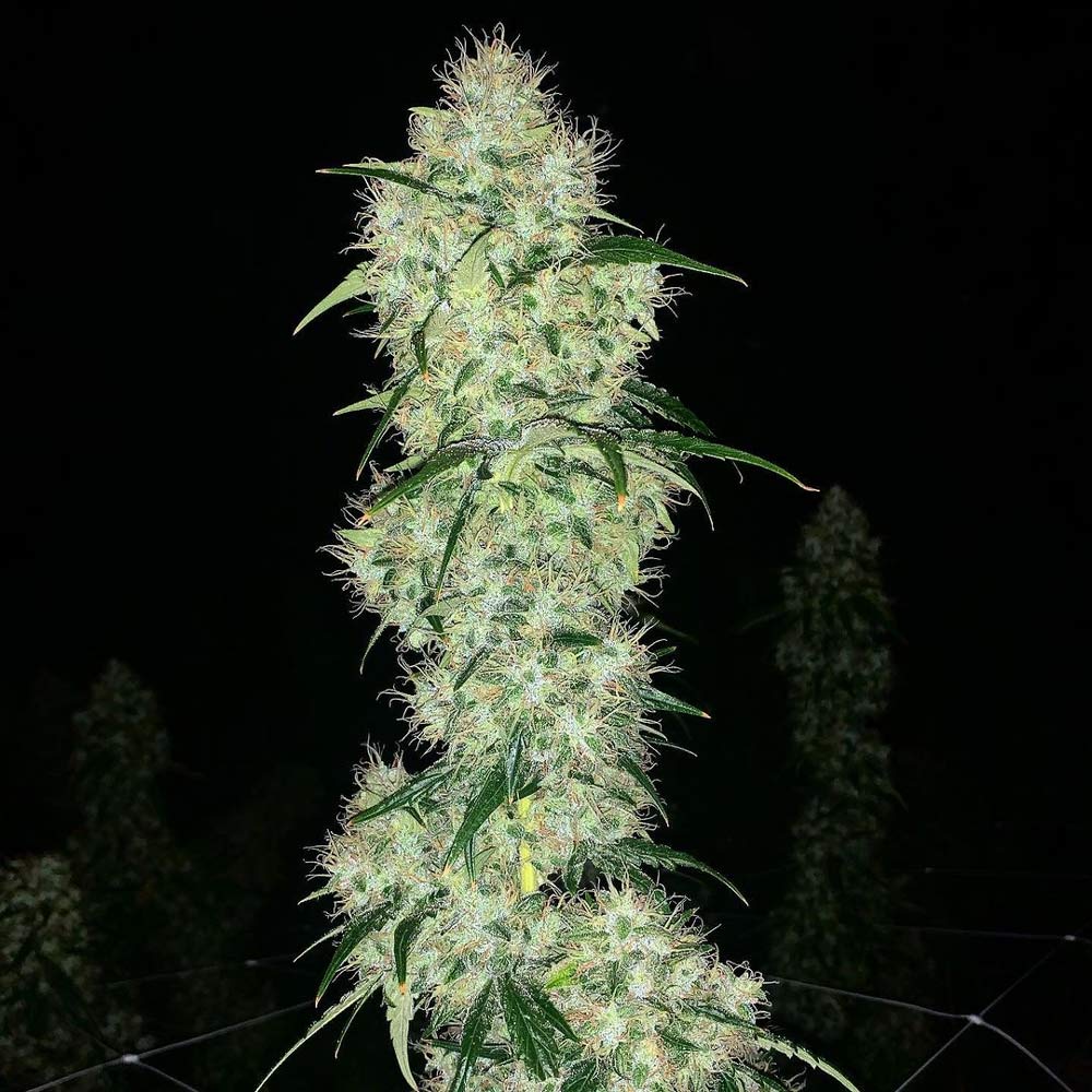 Ghost Train Haze 1 Female Cannabis Seeds By Rare Dankness