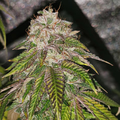 Gmo Rainbowz Feminized Cannabis Seeds By Pheno Finder Seeds