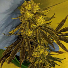 God Lemon Regular Cannabis Seeds By Massive Creations