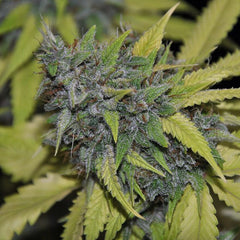 Grandaddy Confidential Female Cannabis Seeds By Pheno Finder Seeds