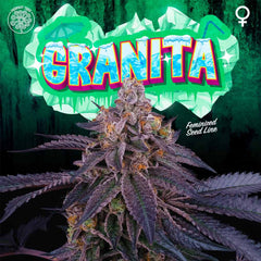 Granita Female Weed Seeds By Perfect Tree