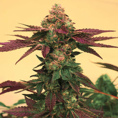 Melted Rainbow Female Cannabis Seeds By Grateful Seeds