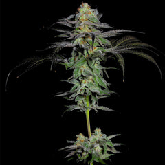 Calypso Fruit Female Weed Seeds By Grateful Seeds