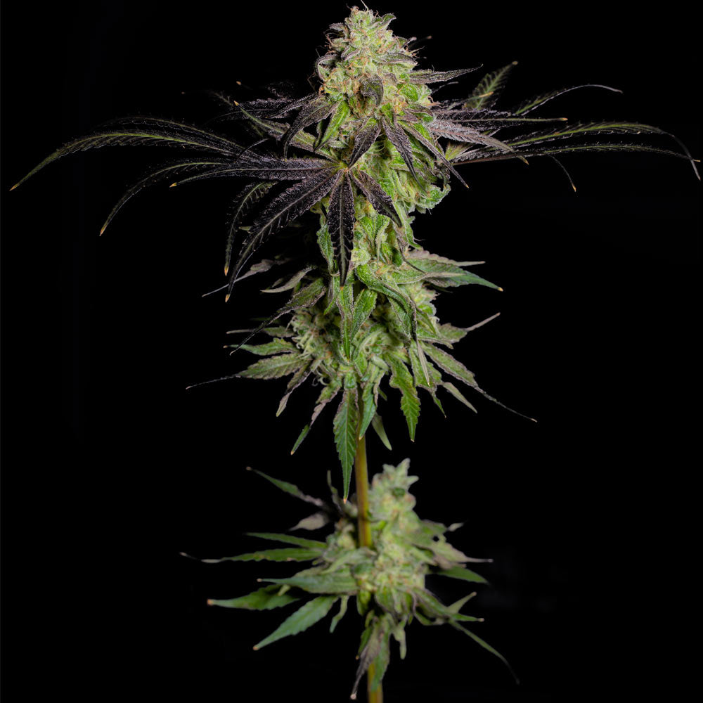 Tha Gelee Female Weed Seeds By Grateful Seeds