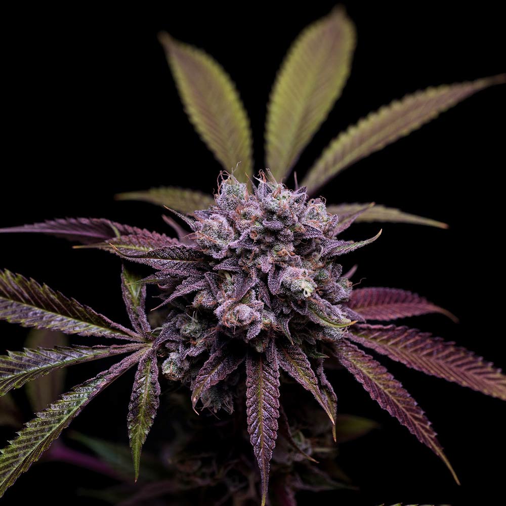 78 Tenzin 4 Regular Cannabis Seeds Green Bodhi