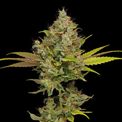 Hazy Lights Green Bodhi Regular Cannabis Seeds