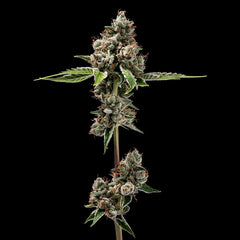 Sour Best Afghani Green Bodhi Regular Cannabis Seeds