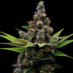 Guava Slushy Feminized Cannabis Seeds Green Bohdi