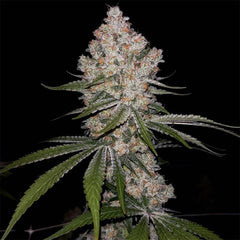 Hazy Voyage Feminized Cannabis Seeds Green Bodhi