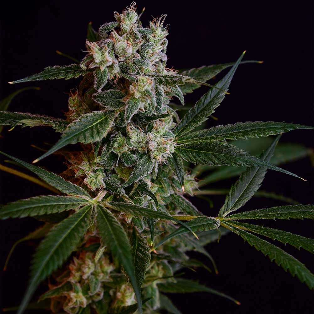 Loatian Og Regular Cannabis Seeds Green Bodhi