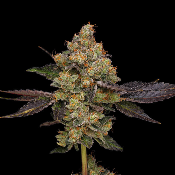 Northern Mintz Green Bodhi Regular Cannabis Seeds