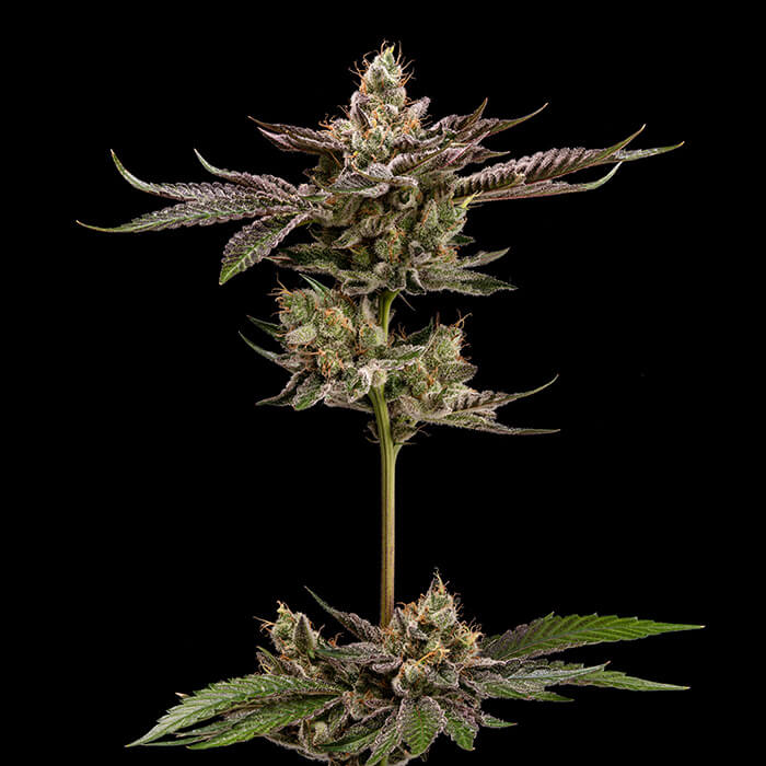 Northern Lemons Green Bodhi Regular Cannabis Seeds