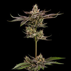 Northern Lemons Green Bodhi Regular Cannabis Seeds