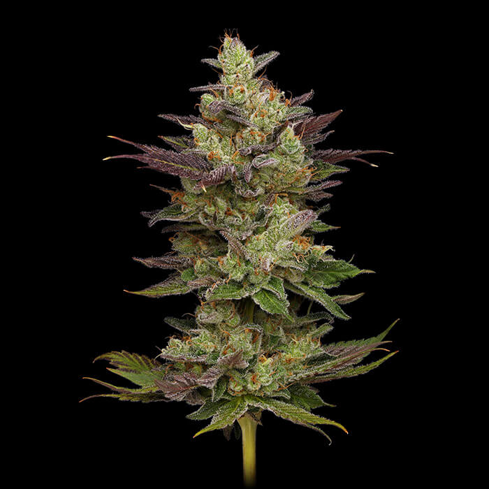 Chem D Light Green Bodhi Regular Cannabis Seeds