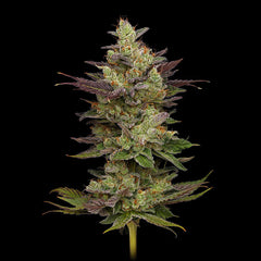 Chem D Light Green Bodhi Regular Cannabis Seeds