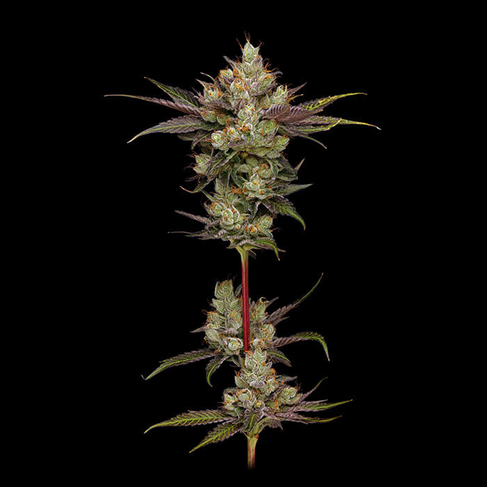 Northern Lights Og Green Bodhi Regular Cannabis Seeds