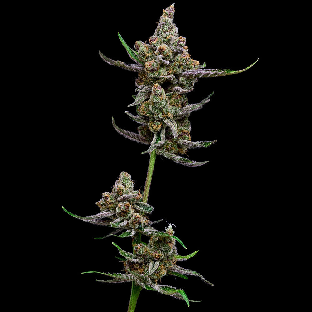 Sail Haten Feminized Cannabis Seeds Green Bohdi