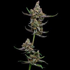 Sail Haten Feminized Cannabis Seeds Green Bohdi